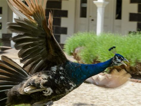 aziz kheir|Aziz ‘Ozzie’ Kheir trains peacocks for Eynesbury estate.
